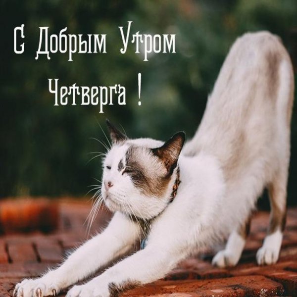 Доброе летнее утро четверга