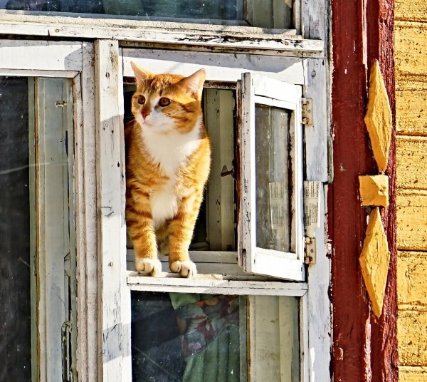 Деревенские коты Весна