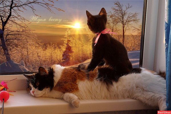 Кот ждет весну