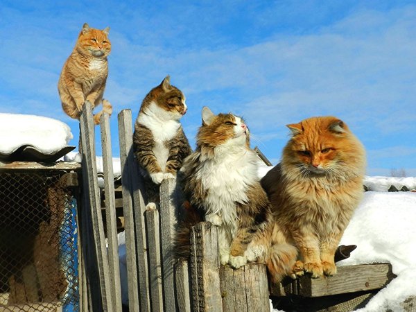 Толстый Мартовский кот