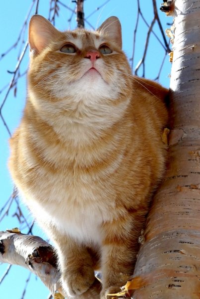 Скоро Весна