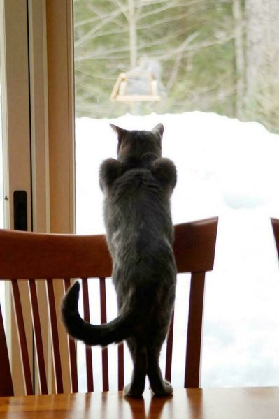 Котик ждет у окна