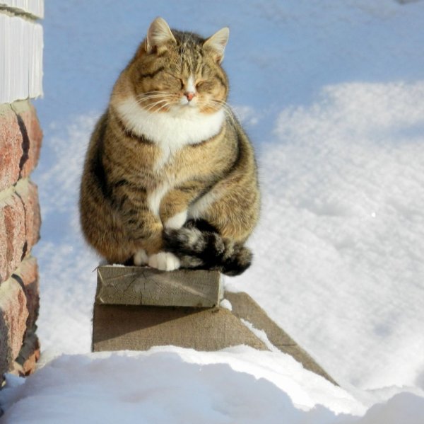 В ожидании весны