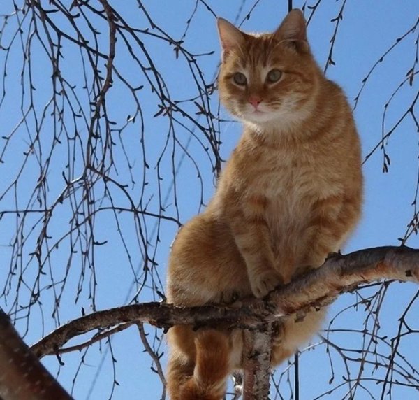 Кот на окне