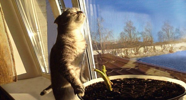 Кошка на окне