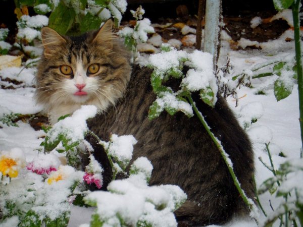 Настроение весны