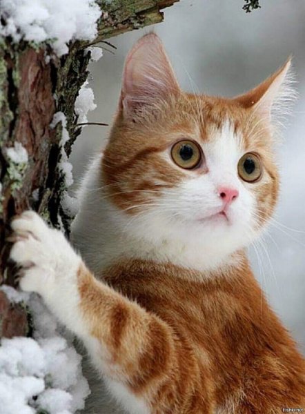 Кот на подоконнике