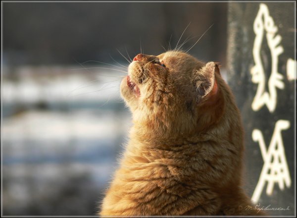 Котик на подоконнике