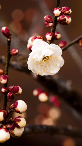 Цветы на ветке