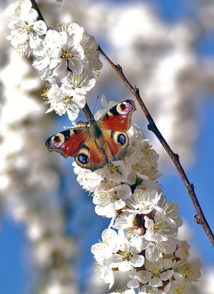 Сакура гоутсна