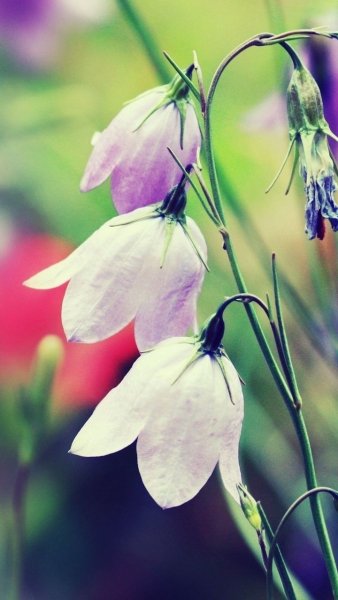 Природа весной вертикальные