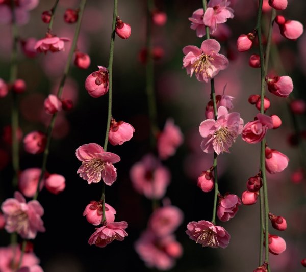 Цветущие деревья