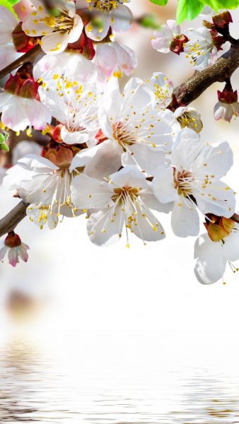 Сакура обои