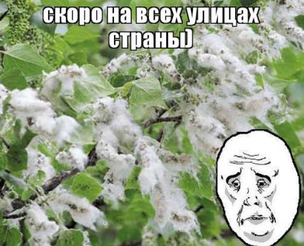 Шутки про аллергию