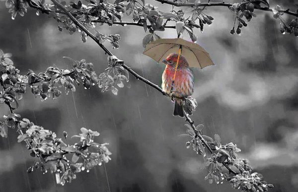 Поздравление с дождем