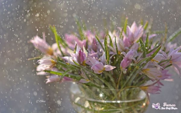 Цветы за мокрым стеклом