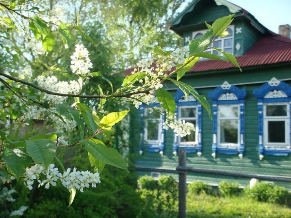 Домик в деревне с черёмухой