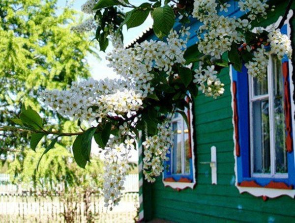 Цветущая черемуха в саду
