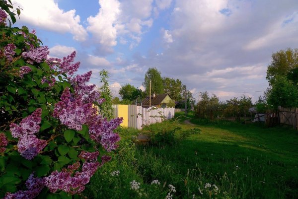 Сирень в деревне