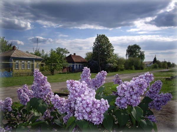 Деревенский дом с сиренью