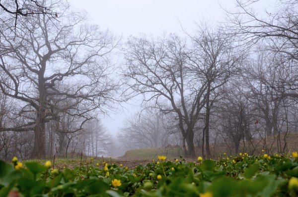 Пасмурный весенний день