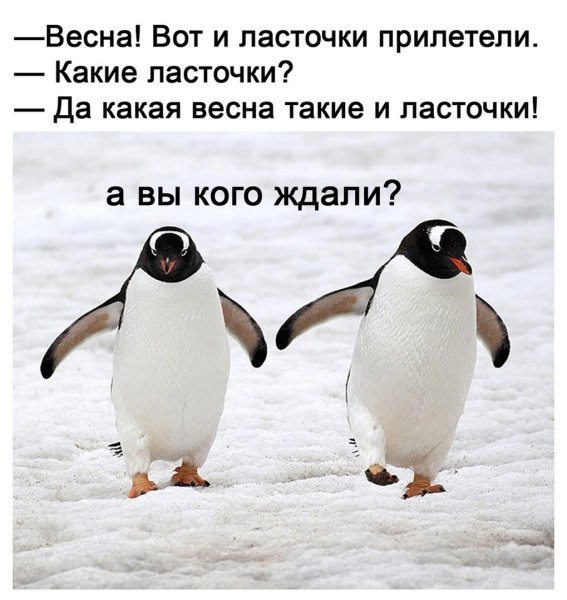 Кот на ветке дерева