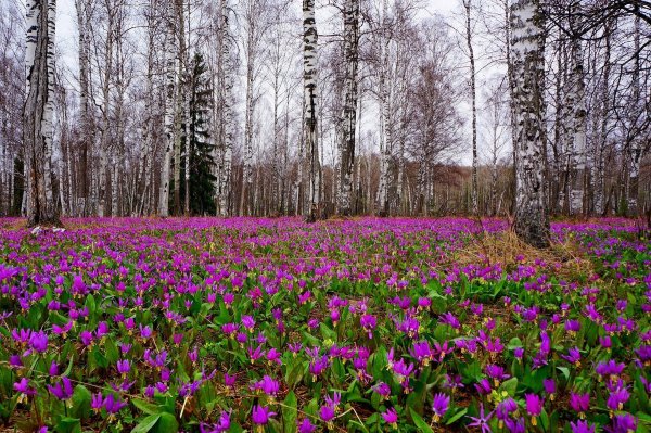 Первоцвет весенний