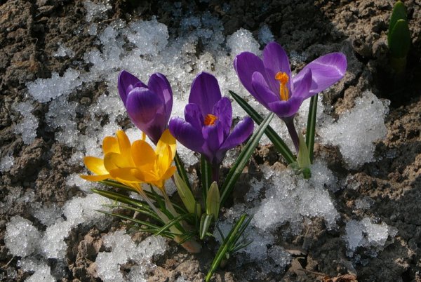 Первоцветы (подснежники, крокусы, гиацинты).