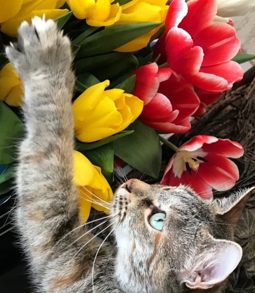 Котенок с тюльпанами