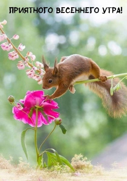 Цветы и животные