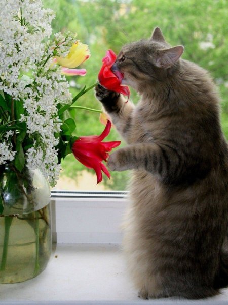 Доброго весеннего дня прикольные