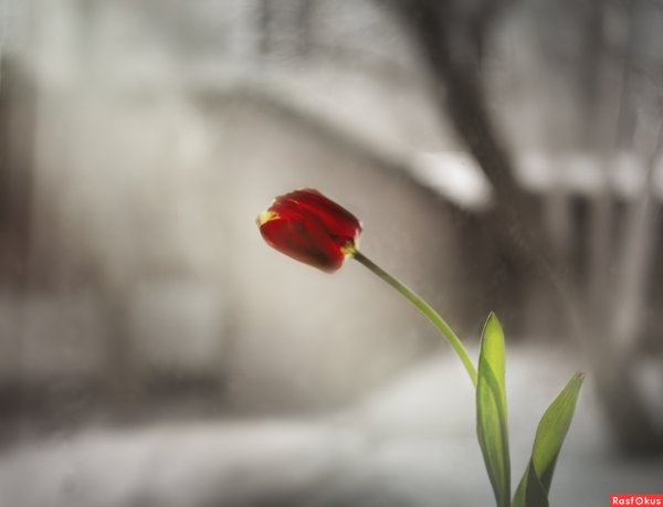 Весна тоска