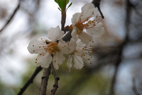 Печальная Весна картинки