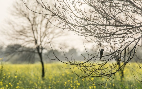 Одиночество птицы