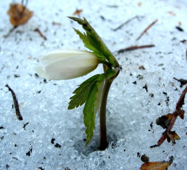 Грустная Весна