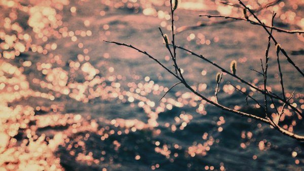 Девушка на ветке дерева