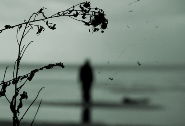 Цветы Весна темные