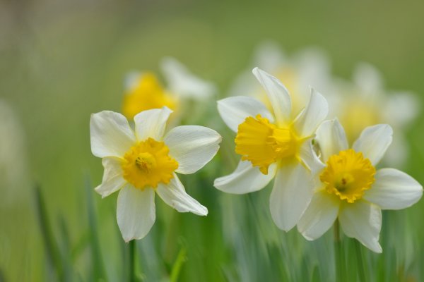 Весна цветы нарциссы