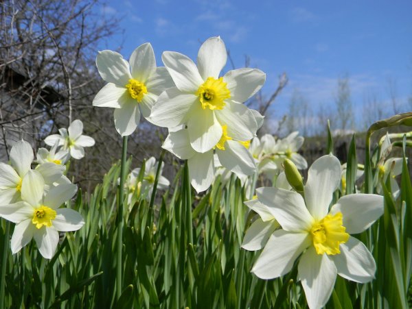 Нарцисс полевой