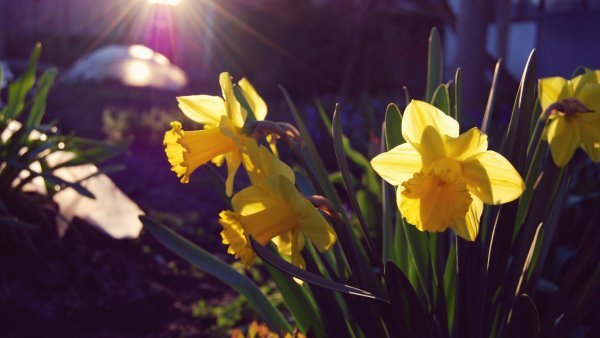 Нарциссы и солнце