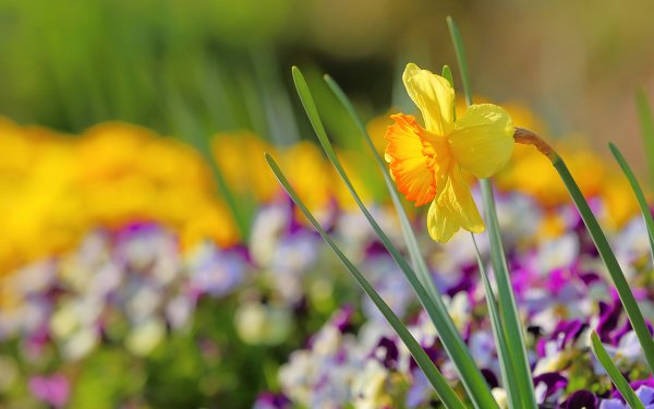 Анютины глазки, лилии, нарциссы