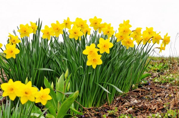 Многолетник Нарцисс