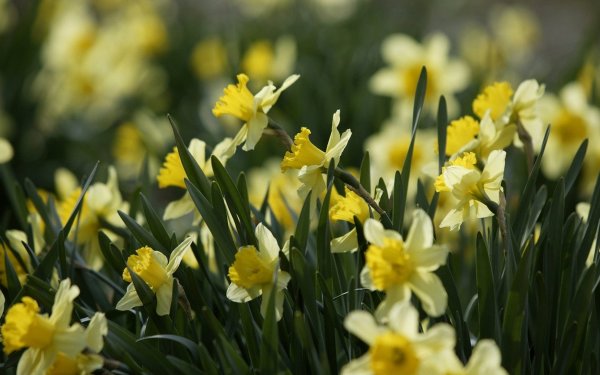 Финляндия растения Нарцисс