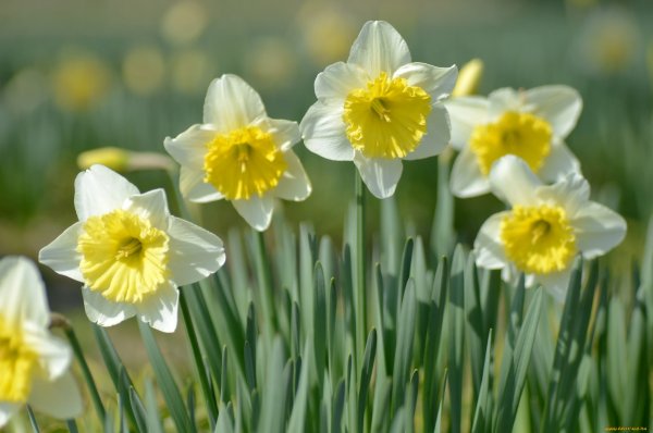 Нарцисс многолистный