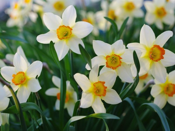 Нарцисс (растение)