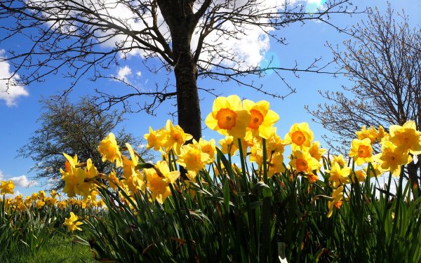 Флора Швейцарии нарциссы