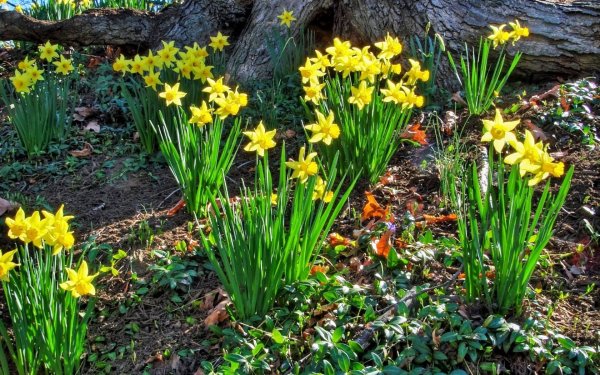 Весна примула Нарцисс