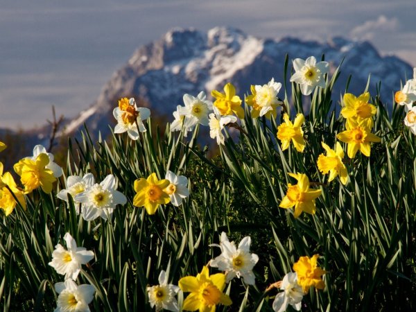 Красивый букет нарциссов