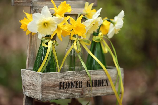 Весенние нарциссы