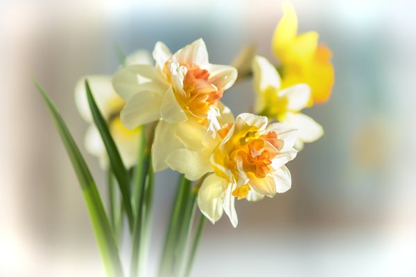 Нарцисс Женева